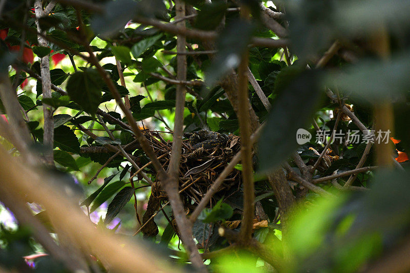 White-browed Robin-Chat